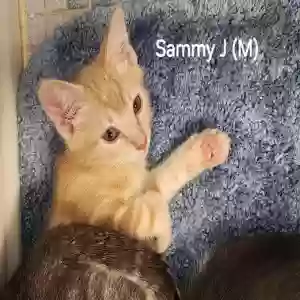 adoptable Cat in Norcross, GA named Sammy J