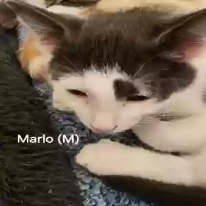 adoptable Cat in Norcross, GA named Marlo