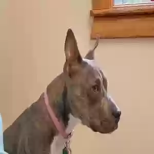 adoptable Dog in Alma Center, WI named Bella