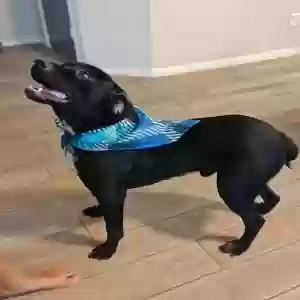 adoptable Dog in Baytown, TX named Nitro