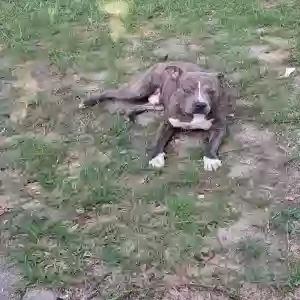 adoptable Dog in Augusta, GA named Haze