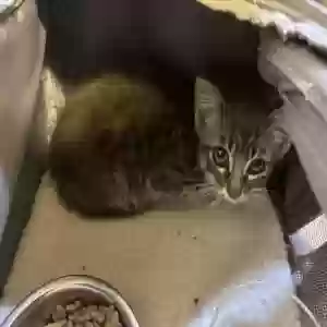 adoptable Cat in Grand Blanc, MI named Baby Kitty (Kevin or Kevina)