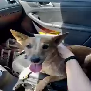 adoptable Dog in El Cajon, CA named Tula