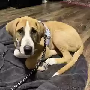 adoptable Dog in Cypress, TX named Mango