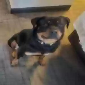 adoptable Dog in Jericho, NY named Ursa
