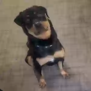 adoptable Dog in Jericho, NY named Kuma