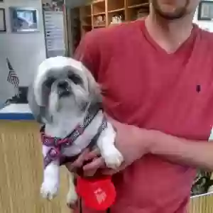 adoptable Dog in Warren, MI named Beth
