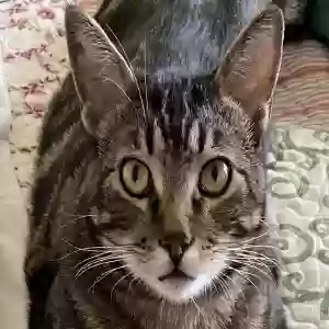 adoptable Cat in Twin Falls, ID named Sherlock Holmes