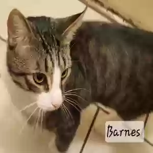 adoptable Cat in Canton, OH named Barnes & Noble