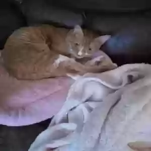adoptable Cat in Mcdonough, GA named Sherbet