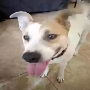 adoptable Dog in Victorville, CA named Unknown