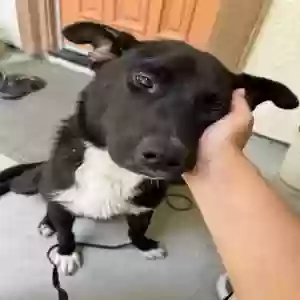 adoptable Dog in Fresno, CA named Coco