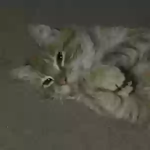 adoptable Cat in Ketchikan, AK named Miller