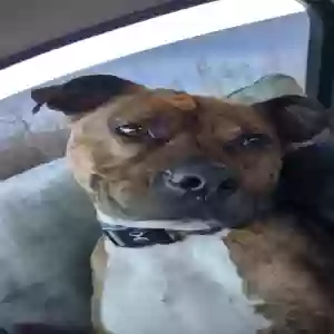 adoptable Dog in Boise, ID named Stori