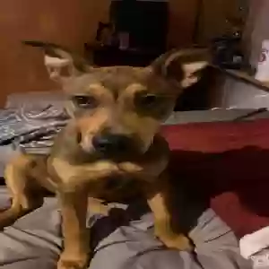 adoptable Dog in Hiawassee, GA named Bean