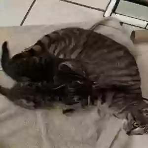 adoptable Cat in Sisters, OR named Slinky