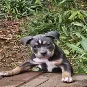 adoptable Dog in Garner, NC named Spotty