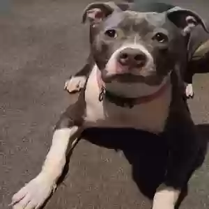 adoptable Dog in Richmond, VA named Bleu