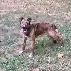 adoptable Dog in Mc Donald, TN named Little bit