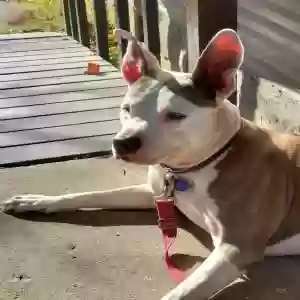 adoptable Dog in Springfield, OH named Annabelle