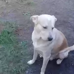adoptable Dog in Baxley, GA named Charles