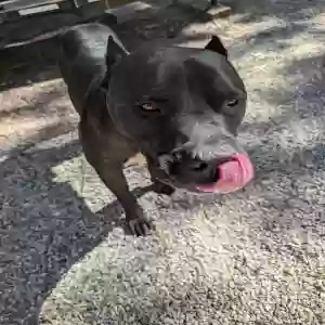 adoptable Dog in Green Valley Lake, CA named Black