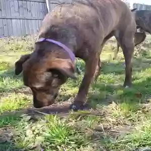 adoptable Dog in Virginia Beach, VA named Ginger