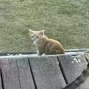 adoptable Cat in Gadsden, AL named A mother and female kitten