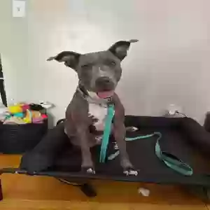 adoptable Dog in Chicago, IL named Penny