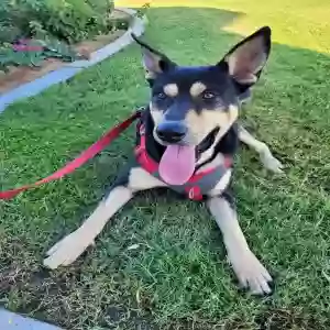 adoptable Dog in La Quinta, CA named Hunter