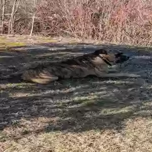 adoptable Dog in Leeds, ME named Boomer