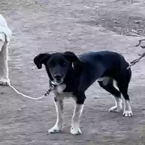 adoptable Dog in Mount Pleasant, UT named Happy