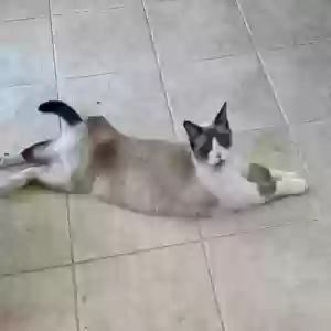 adoptable Cat in Unknown,  named Ranger