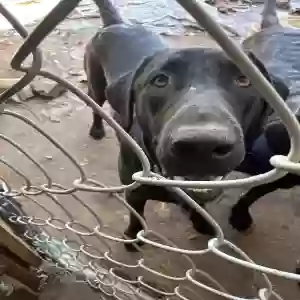 adoptable Dog in Odessa, TX named Nyx