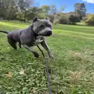 adoptable Dog in Dumfries, VA named Bronx