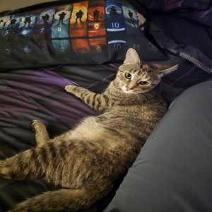 adoptable Cat in Indianapolis, IN named muffin