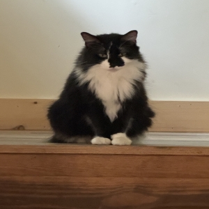 adoptable Cat in Goshen, CT named Oreo