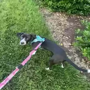 adoptable Dog in Durham, NC named Luna