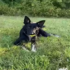 adoptable Dog in Lexington, KY named Pablo