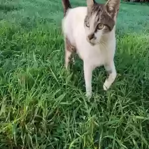 adoptable Cat in Nathalie, VA named Snowball