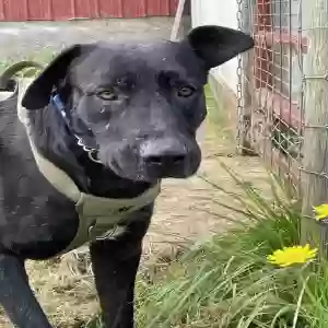 adoptable Dog in Woodinville, WA named Buddy