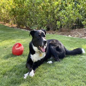 adoptable Dog in Atlanta, GA named Denver