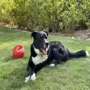 adoptable Dog in Atlanta, GA named Denver