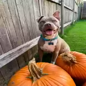 adoptable Dog in Edmond, OK named Timmie