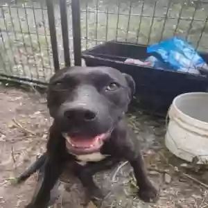 adoptable Dog in Roanoke, AL named Love