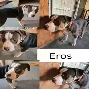 adoptable Dog in Rex, GA named Eros