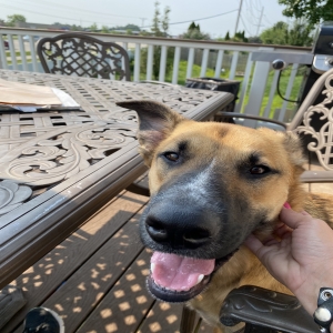 adoptable Dog in Old Monroe, MO named Tucker