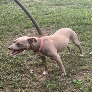 adoptable Dog in Mcdonough, GA named Zuri