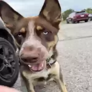 adoptable Dog in Buckeye, AZ named Unknown