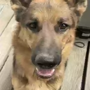 adoptable Dog in Crestline, CA named Moose